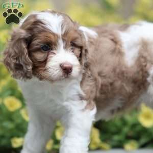 Dusty, Cavapoo Puppy